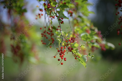 A branch of bright red small berries in a warm forest