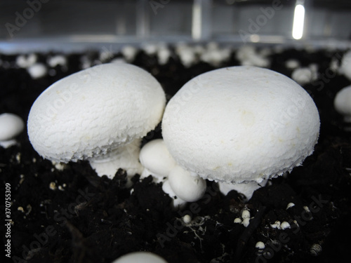 Mushroom farm
