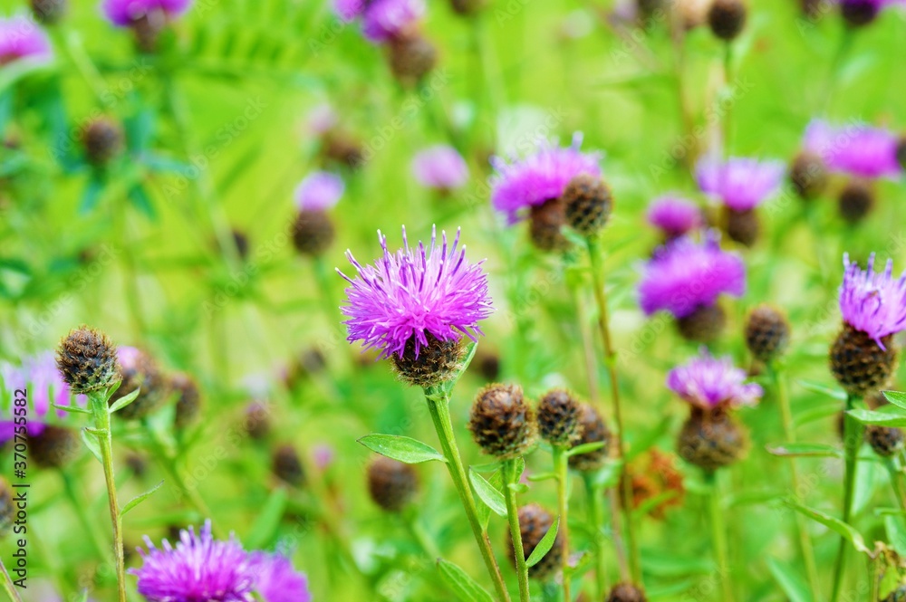 Knapweed flowers in a meadow. Knapweed flowers in a meadow.