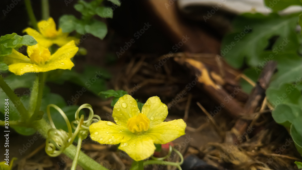 yellow flowers in the garden yellow flowers in the garden
