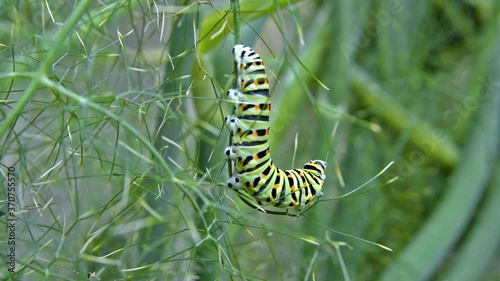 Macro footage of Caterpillar of Papilio Machaon (swallowtail caterpillar) feeding on Fennel branches.