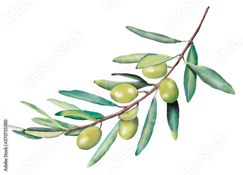 olive branch with olives watercolor illustration, high resolution jpeg clipart on isolated background