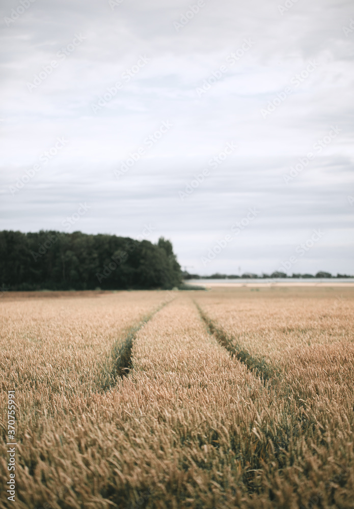 Fototapeta premium Tractor trails through a wheat field during harvest, taken during summer harvest months
