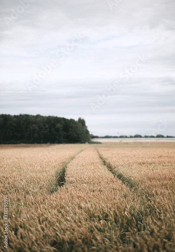 Tractor trails through a wheat field during harvest  taken during summer harvest months