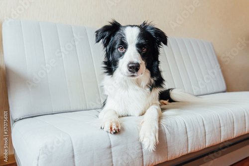 Fototapeta Naklejka Na Ścianę i Meble -  Funny portrait of cute smiling puppy dog border collie on couch indoors. New lovely member of family little dog at home gazing and waiting. Pet care and animals concept.