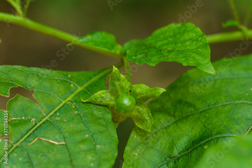 Eine grüne, unreife Beere der Giftpflanze Schwarze Tollkirsche (lat.: Atropa belladonna)