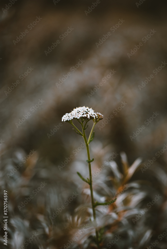Artistic image of single white flower (cow parsley) on a dark field, rise against the odds, be unique Artistic image of single white flower (cow parsley) on a dark field, rise against the odds, be unique