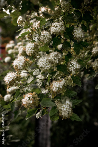 Lots of little white flowers. Background with small flowers.