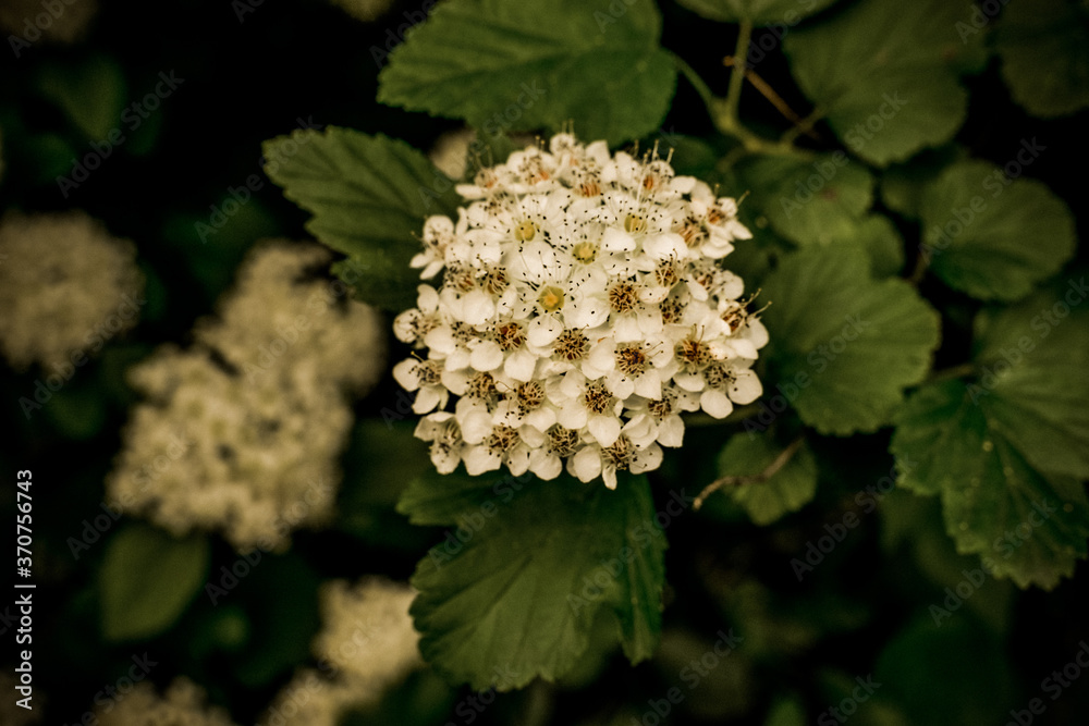 Lots of little white flowers. Background with small flowers. Lots of little white flowers. Background with small flowers.