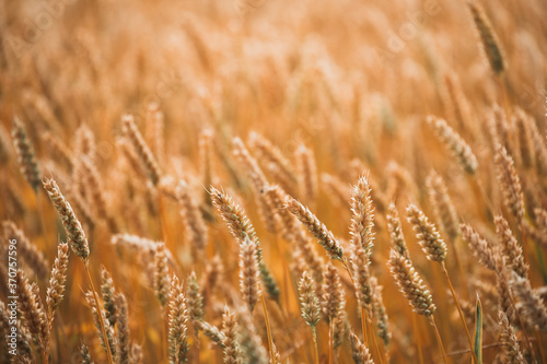 Full frame image of wheat field in sunlight  taken during summer  right before harvest
