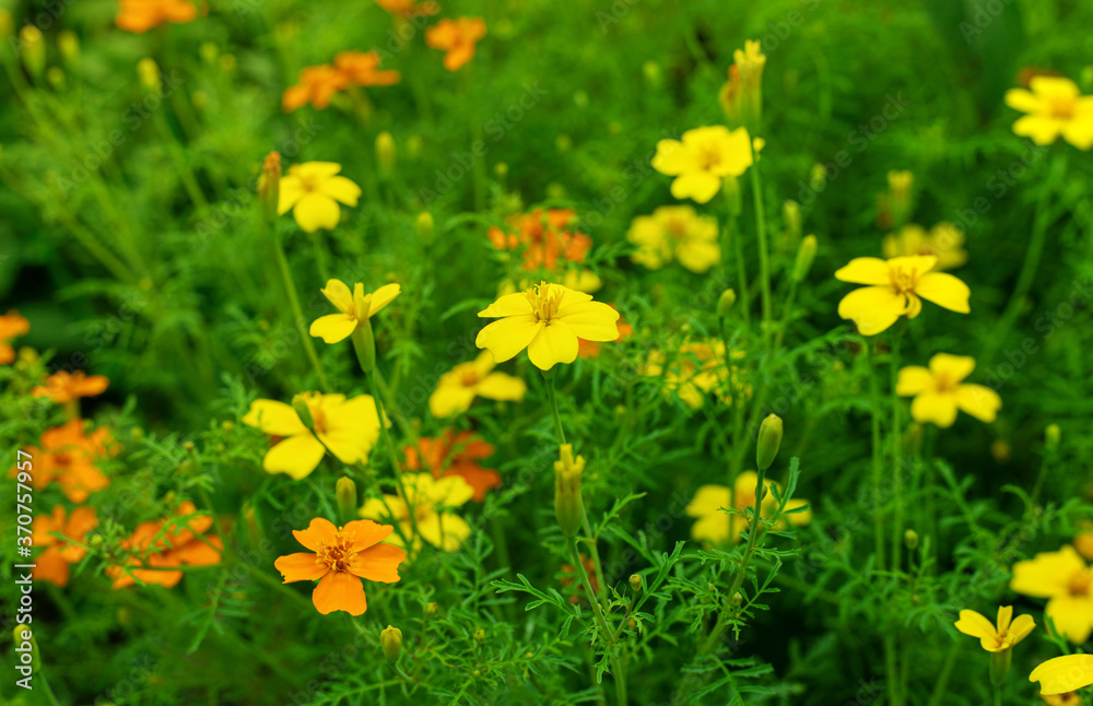 Fototapeta premium Sunny yellow flowers background
