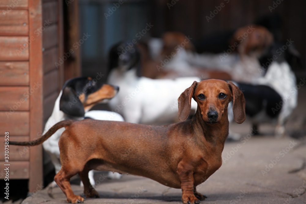 image of dachshund dog nursery  