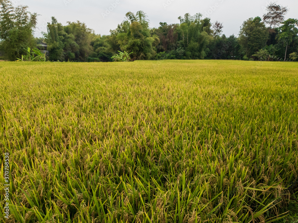 rice fields with yellowing rice ready to be harvested. rice fields with yellowing rice ready to be harvested.