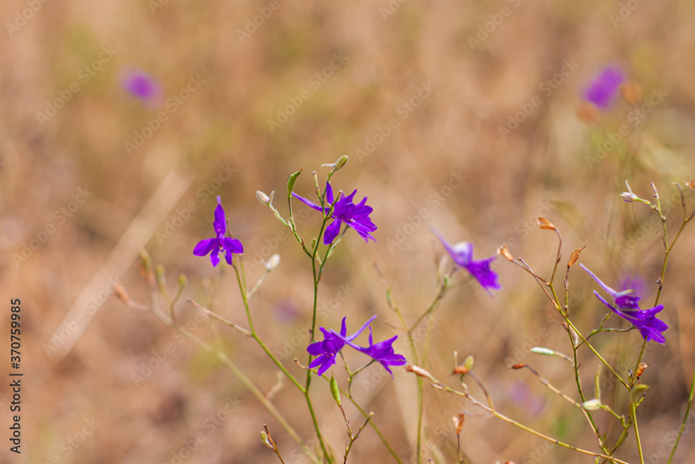 Fototapeta premium Purple Consolida flowers in the meadow on bokeh blurred background. Amazing wild violet flowers wallpaper. Nature photography with copy space. Floral greeting card text sign.Natural colorful landscape