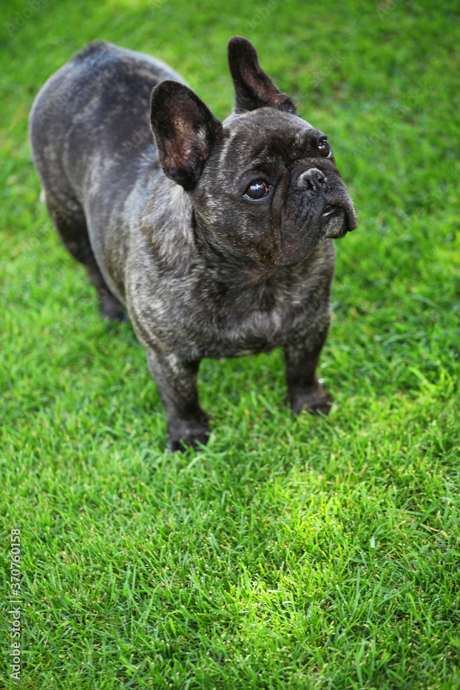 image of dog grass background 