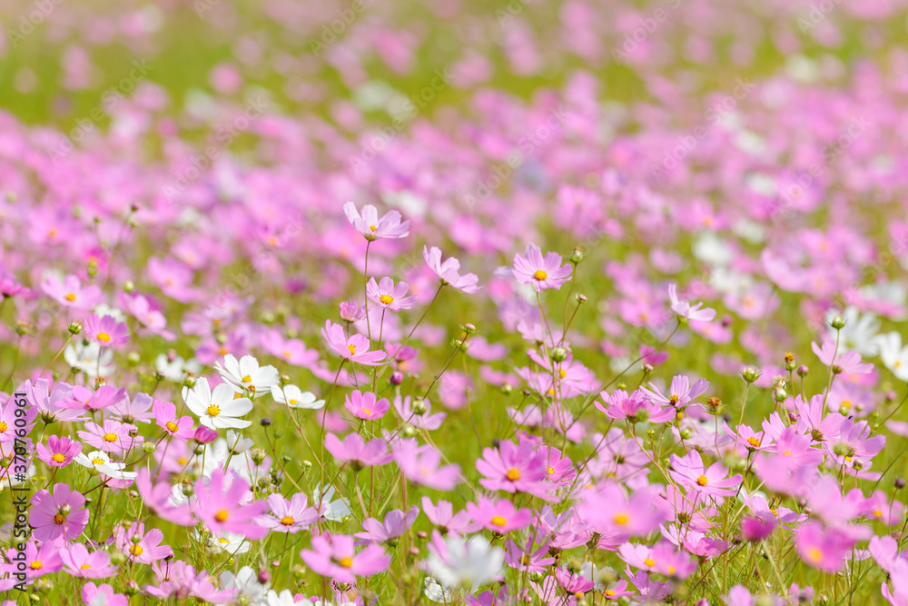 Beautiful pink and white cosmos flowers. Eastern Free State. South Africa. Beautiful pink and white cosmos flowers. Eastern Free State. South Africa.