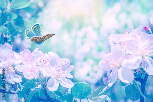 Blooming apple tree flowers, butterfly, dreamy sunny background. Soft focus. ...