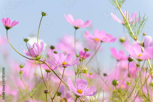 Beautiful pink and white cosmos flowers. Eastern Free State. South Africa.