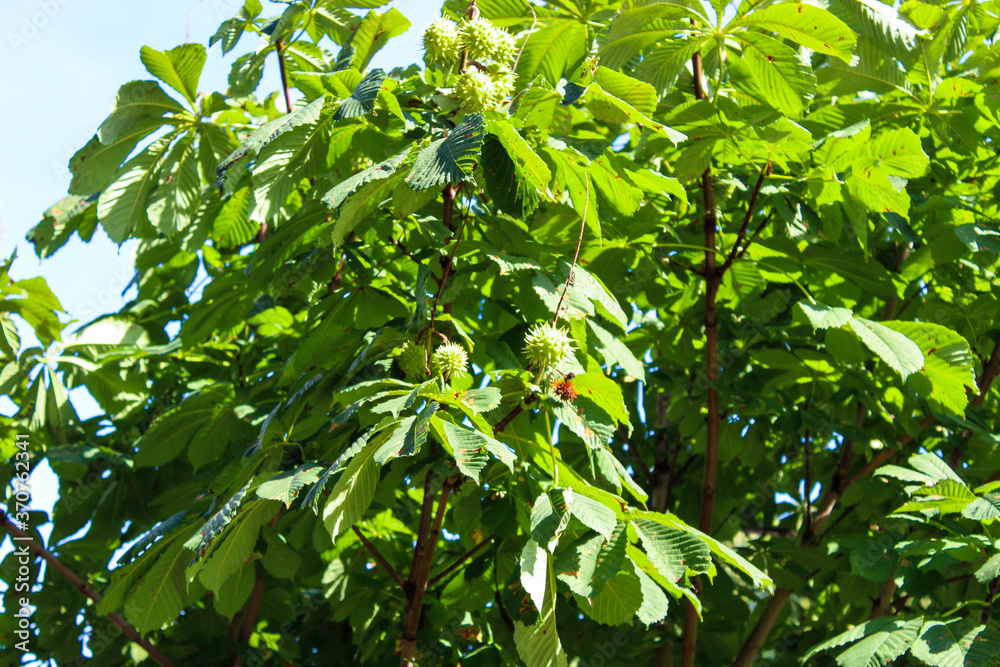 Obraz premium Green prickly chestnuts hanging on a tree, green chestnuts