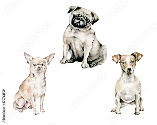 Photography Watercolor dogs isolated on white background