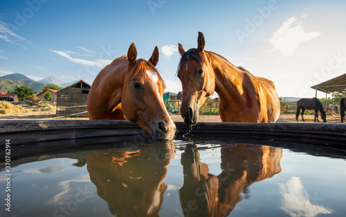 Canvas Print horse in the water