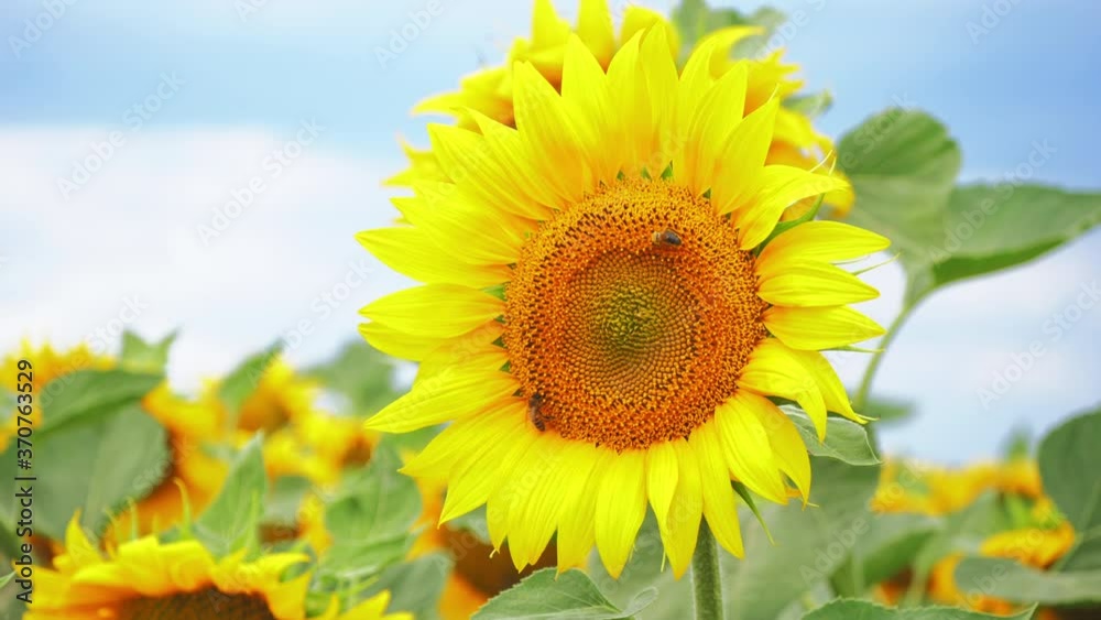 Sunflowers summer field plant yellow sky nature Sunflowers summer field plant yellow sky nature