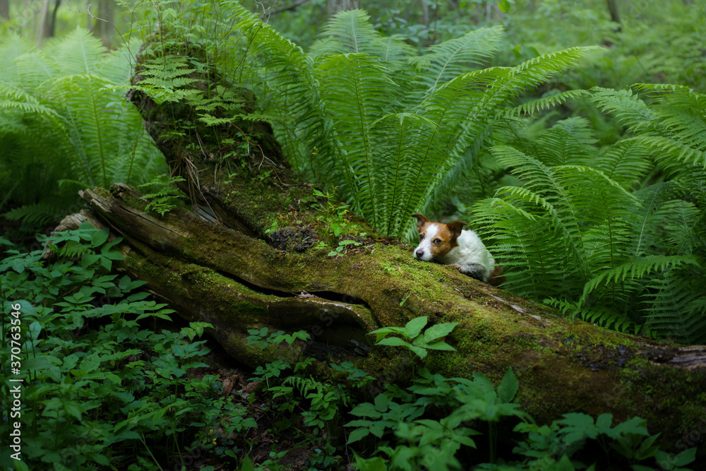 dog in the fern. Jack russell terrier on a log in the forest. Tropics dog in the fern. Jack russell terrier on a log in the forest. Tropics