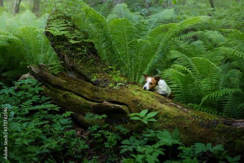 dog in the fern. Jack russell terrier on a log in the forest. Tropics