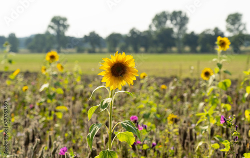 Bl  hstreifen mit Sonnenblumen an Feldr  ndern sollen Bienen und Insekten anlocken
