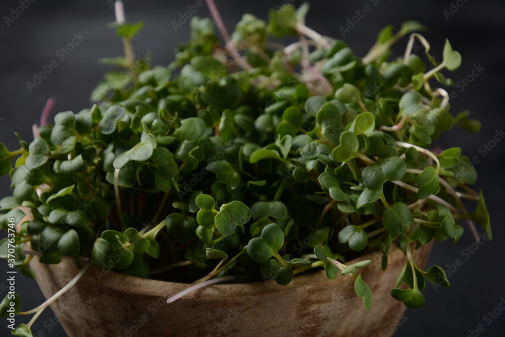 Radish Sprouts in wooden bowl.Japanese or oriental radish and true daikon. Radish Sprouts in wooden bowl.Japanese or oriental radish and true daikon.