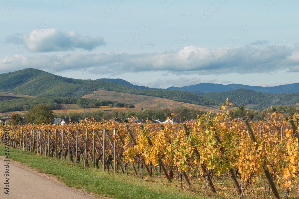 vineyards on the background of hills. autumn colors
