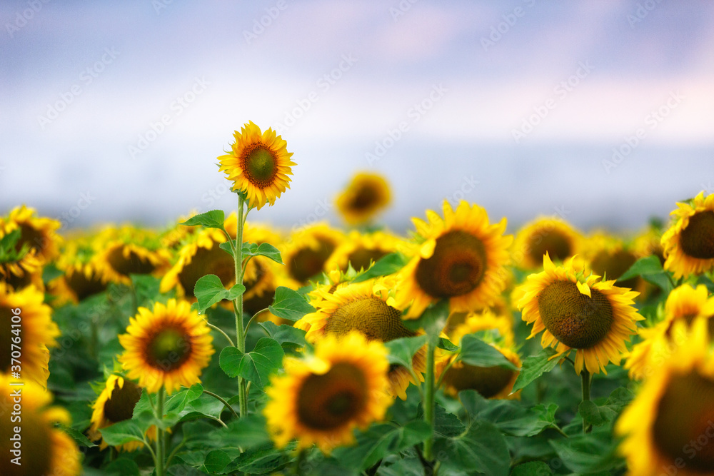 Fototapeta premium .Sunflowers on a cloudy day