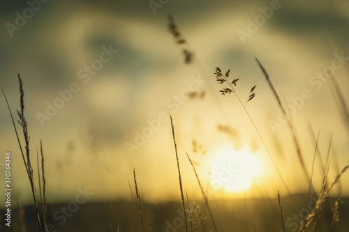 Wild grass in the forest at sunset. Macro image  shallow depth of field. Abstract summer nature background.