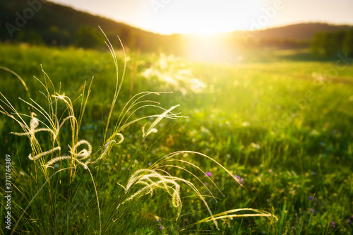 Fototapeta Naklejka Na Ścianę i Meble -  Wild feather grass on the green forest meadow at sunset. Macro image, shallow depth of field. Beautiful summer landscape