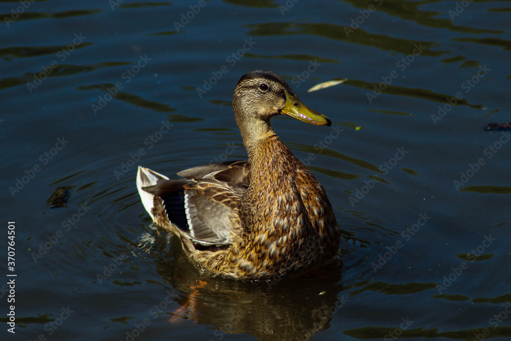 Beautiful wild duck swimming in the lake on the street, duck in the water Beautiful wild duck swimming in the lake on the street, duck in the water