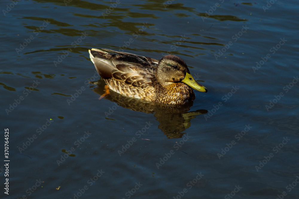 Beautiful wild duck swimming in the lake on the street, duck in the water Beautiful wild duck swimming in the lake on the street, duck in the water