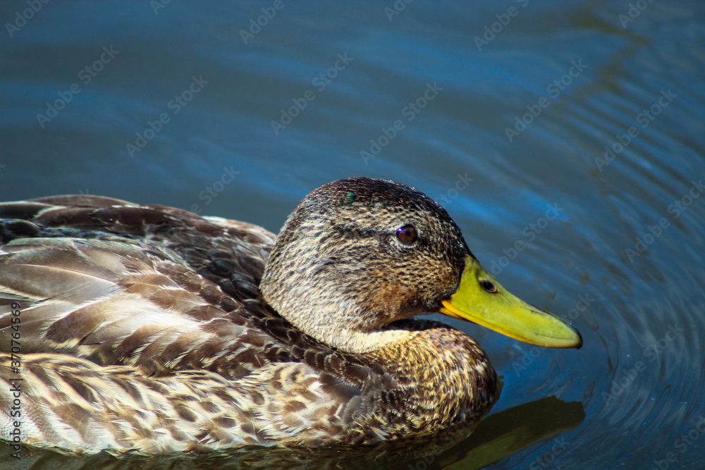 Beautiful wild duck swimming in the lake on the street, duck in the water Beautiful wild duck swimming in the lake on the street, duck in the water