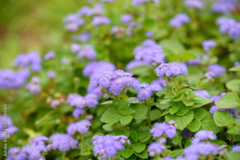 Purple flowers of Flossflower, Ageratum houstonianum Purple flowers of Flossflower, Ageratum houstonianum