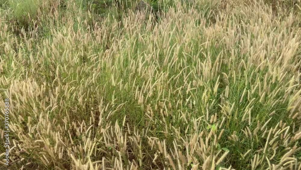 Desho grass flowers field with the wind above Desho grass flowers field with the wind above