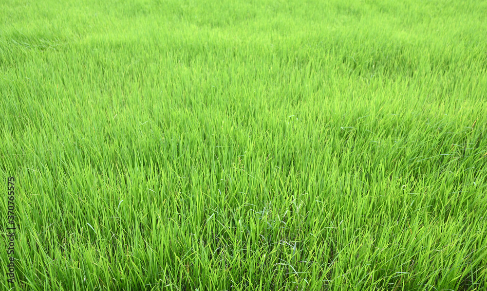 Green young rice field texture with the wind blowing Green young rice field texture with the wind blowing