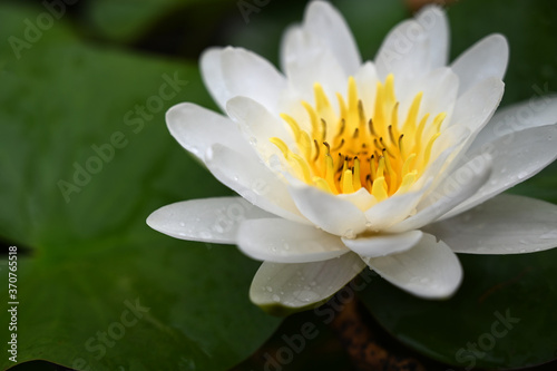 summer white Lotus flower plants In swamp
