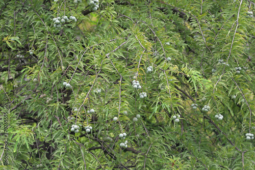 Wallpaper Mural Young fruits of bald cypress, Taxodium distichum, on the branch  Torontodigital.ca