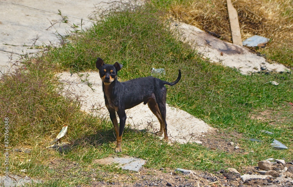 Straßenhund in Guadalajara