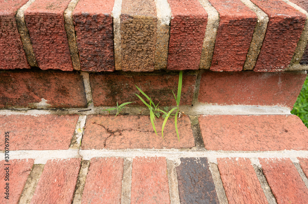 Green weeds growing in cracks in the brick .