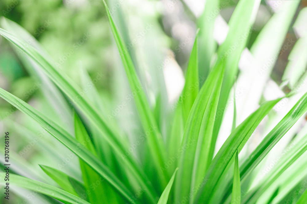Closeup green pandan leaves growing in the garden. Closeup green pandan leaves growing in the garden.