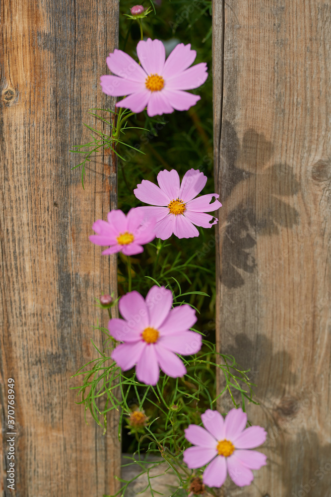 Obraz premium Yellow and red flowers growing along a white picket fence in traditional garden