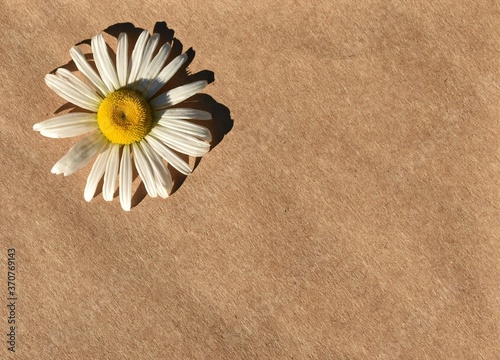 Daisy on brown paper background