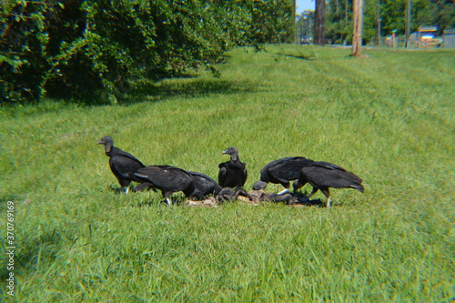 Black Vultures Feasting In Texas photo