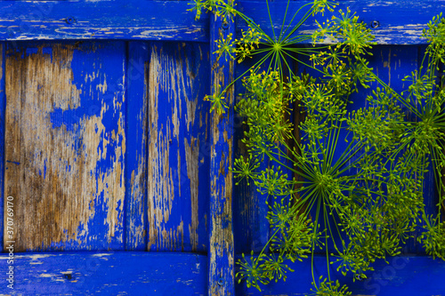 Dill on the background of a blue old wooden lid, fresh vegetables, summer in the garden. © Evgeniy