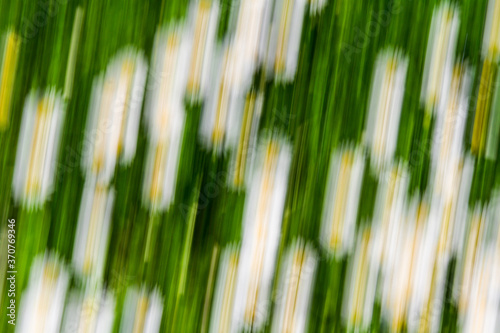 Close up. Blurred motion  flowerbeds  abstract background image. White  yellow and  green  flowers background. 